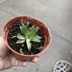 4” Variegated Hawhorthia