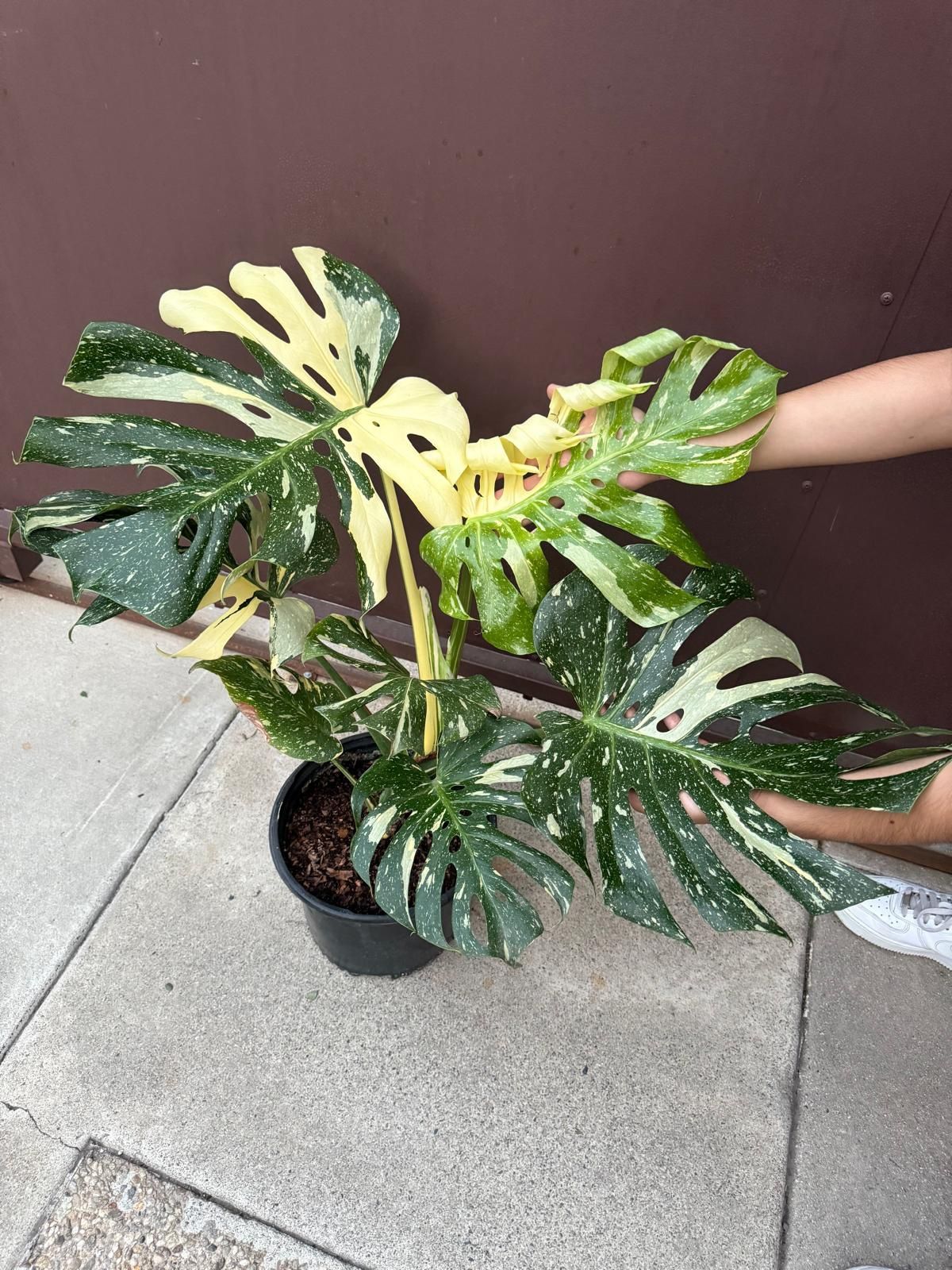 monstera thai constellation 3 gallon pot big leaves 18”-20” leaves