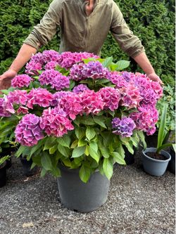 Stunning Large Blooming Hydrangea Pink & Purple