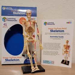 Human anatomy model (Mr bones) great condition