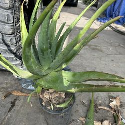 Aloe Vera Penca Gruesa