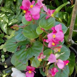 Begonia Houseplant 