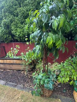 Large Artificial Tropical Tree Plant