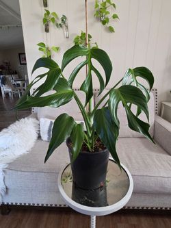 $155 Monstera Burle Marx Flame 🌿