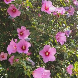 $25.    Obelisco  Morado.   Blancos Y Rosa 