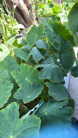 Taro leaves