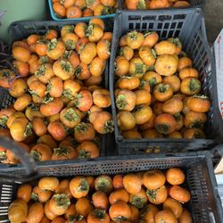 Fresh Persimons