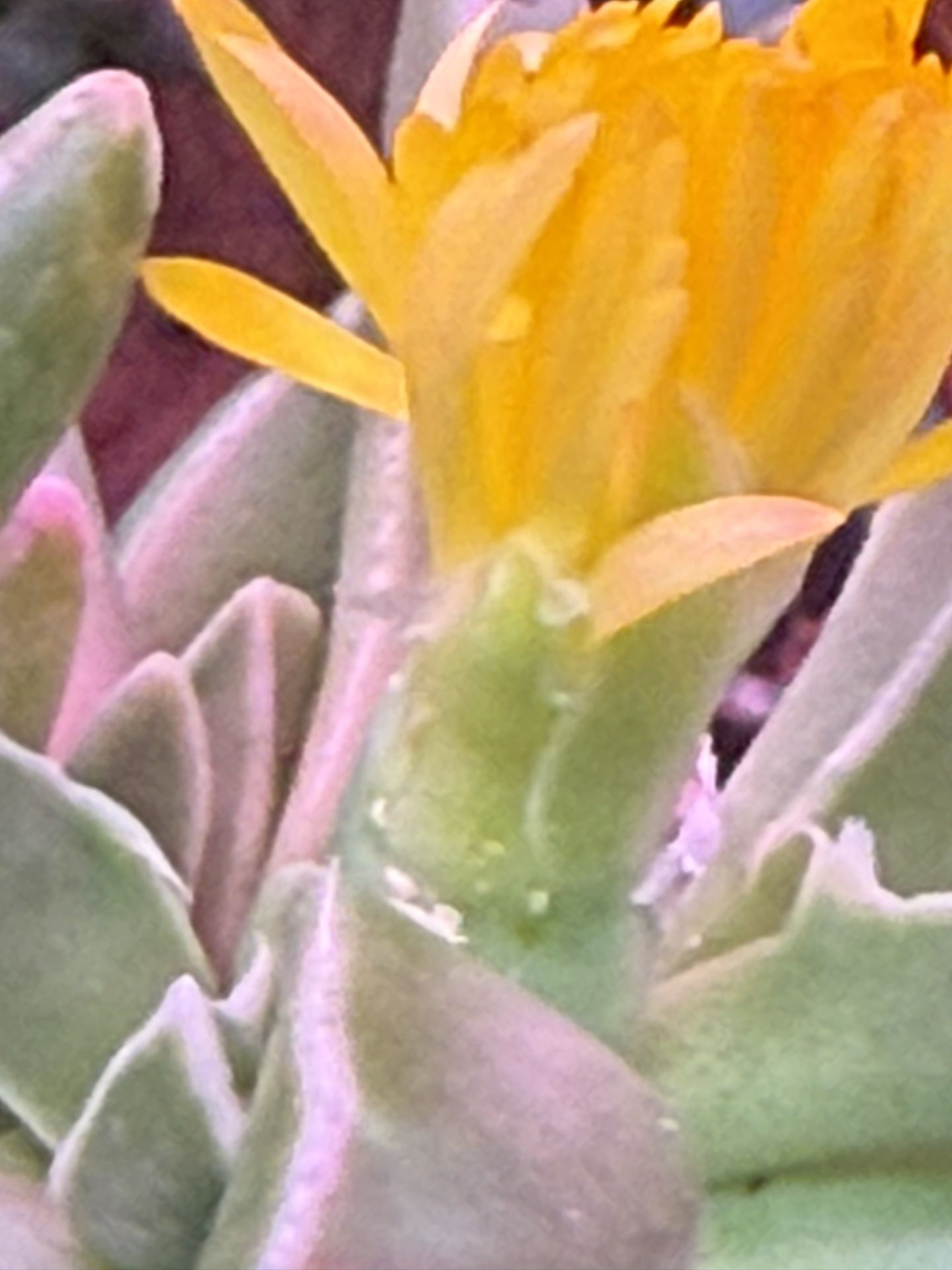 Bright Yellow Blooming Succulent 