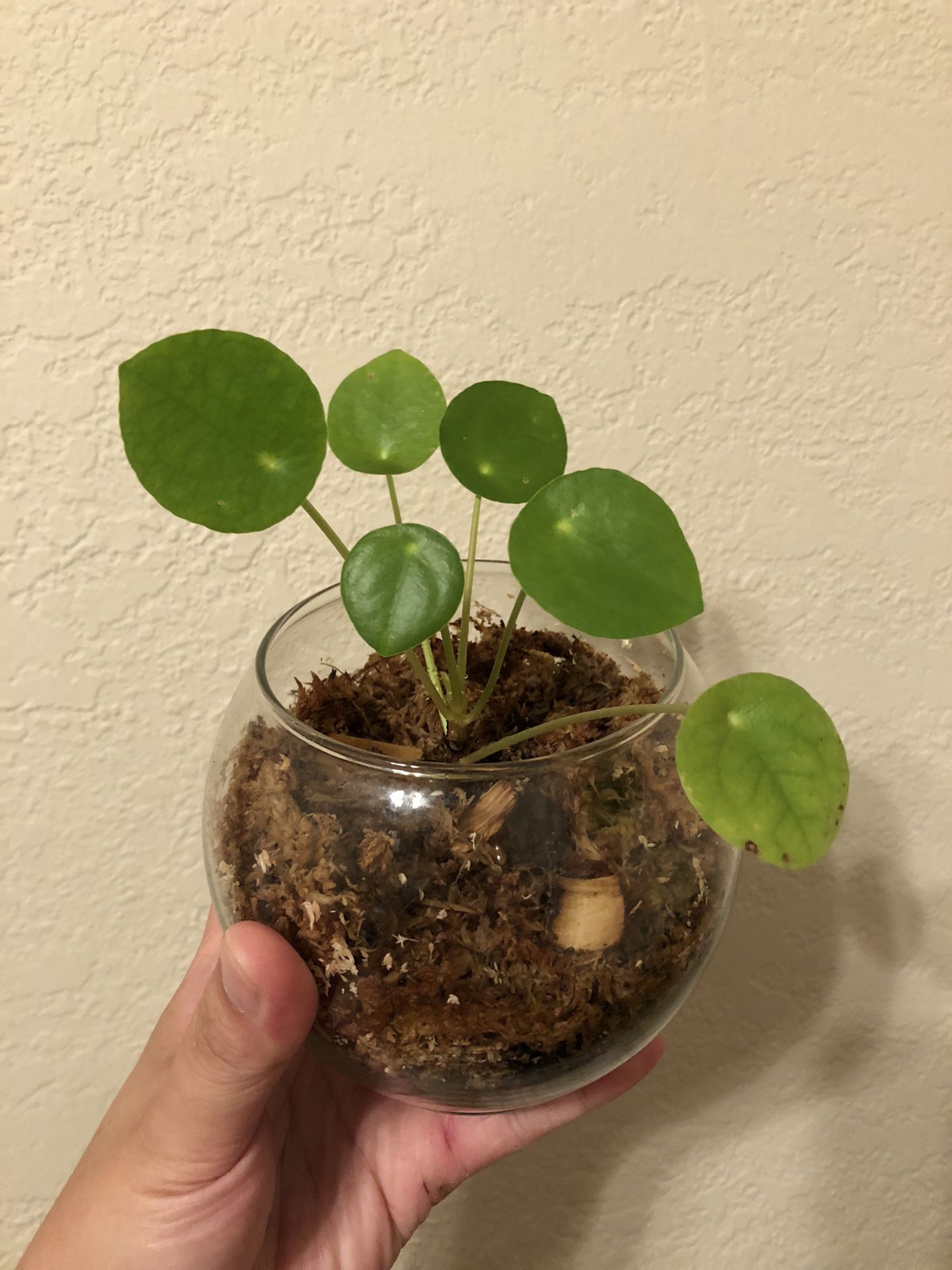 Cute Pilea Plant