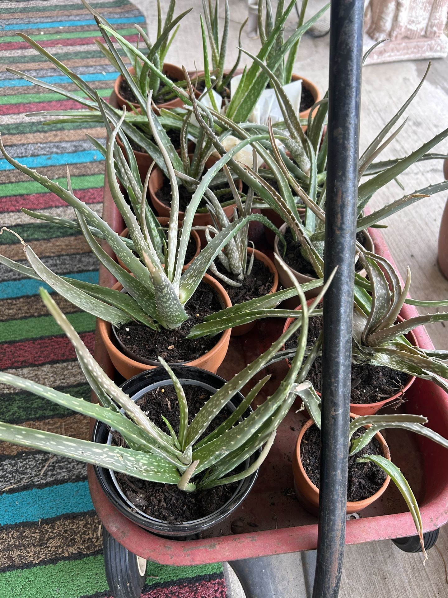 Aloe Vera Plants