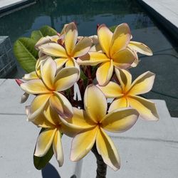 Plumeria
