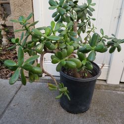 Jade Plant
