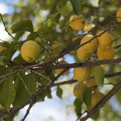 Organic, Lemons 5 For 3 Dollars