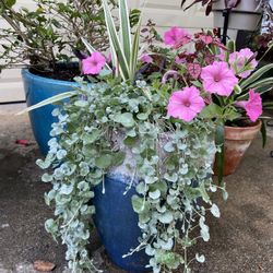 Michael Carr Designer Planters With 5 Different Plants