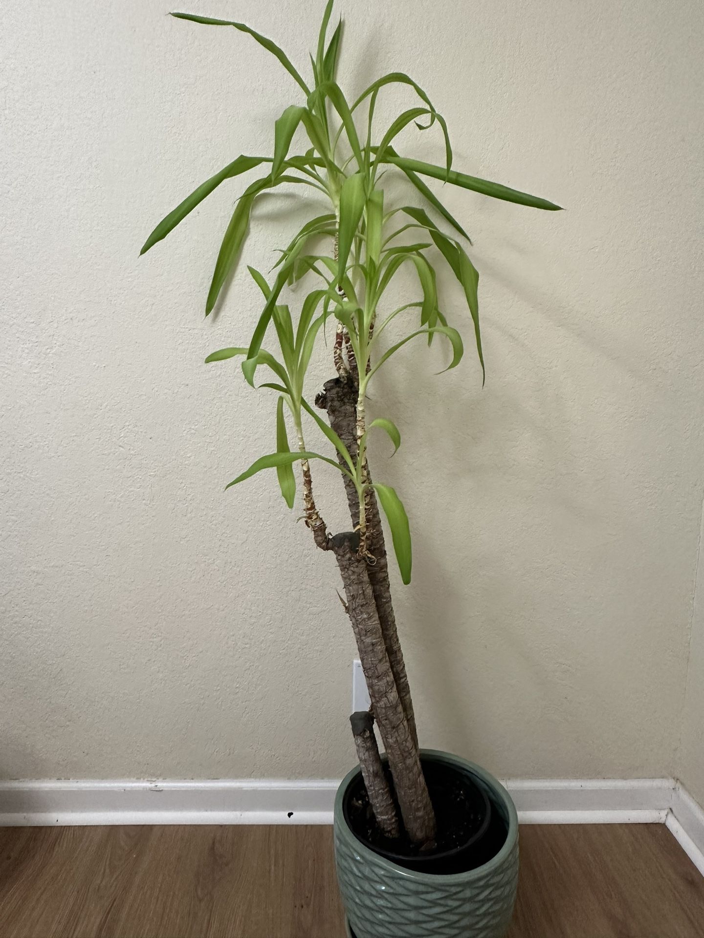 Yucca Plant With Pot