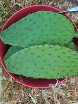 Nopales Tienitos A Su Preferencia ( Limpios O Con Espina)