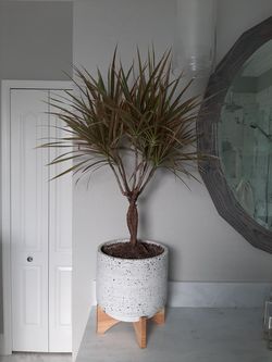 Dracaena House plant with pot