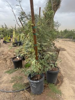 Chilean Mesquite - 15 gallon