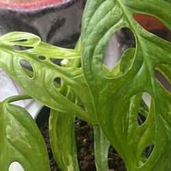Monstera Adansonii Mint Plant 4”