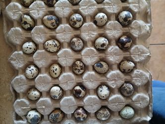 Huevo De Godorniz / Quail Eggs