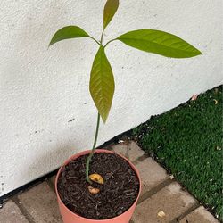 Young Avocado Plant in Self-Watering Pot