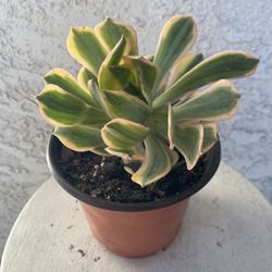 6 Inch Pot Succulent Plant - Unique Aeonium Sunburst Variegated - Rooted & Established - Drought Resistant 🪴