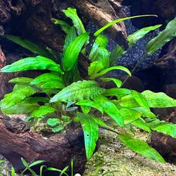 Cryptocoryne Wentii Green $5 Each 