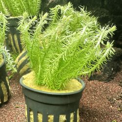 Mayaca Fluviatilis – Live Aquatic Plant For Aquascape Aquascaping Planted Fish Tank Freshwater Plants 