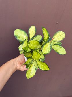 4” Hoya Lisa