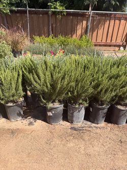 Rosemary bush 5 gal