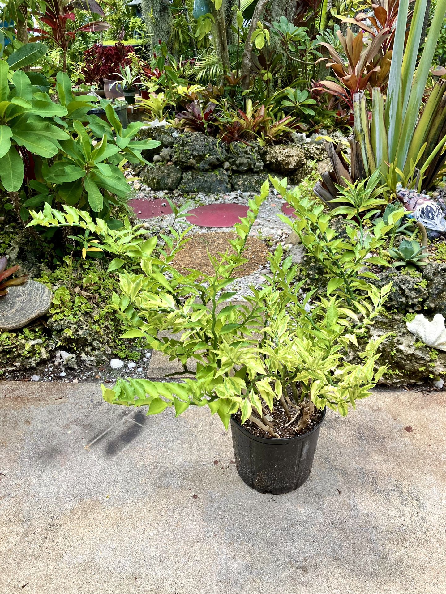 24” Devil’s Backbone Succulent Plant
