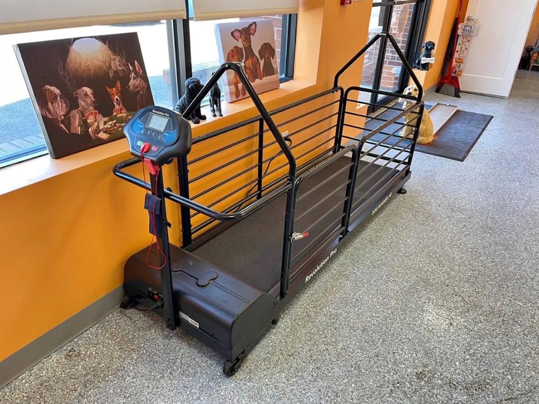 Dog Runner Treadmill-Revolution Pro