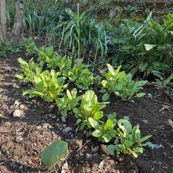Sorrel plants