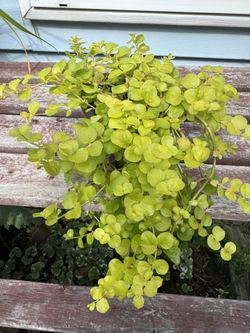 creeping Jenny perennial plants