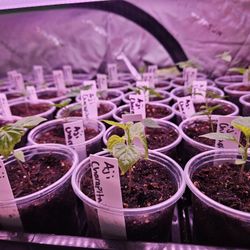 Aji Charapita Pepper Plant 