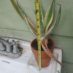 Agave Plant In Terracotta Pot