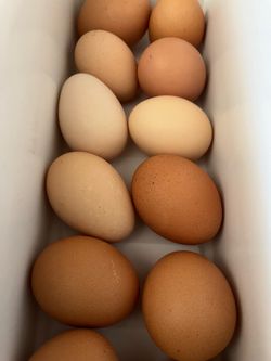 Organic fresh eggs