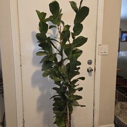 Live Fiddle Fig Tree 