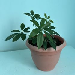 Umbrella Plant
