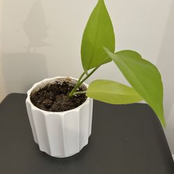 Neon Pothos House Plant 