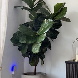 MAJESTIC, GORGEOUS 7ft FIDDLE LEAF FIG PLANT