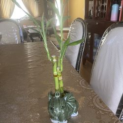 Lucky bamboo Plants 