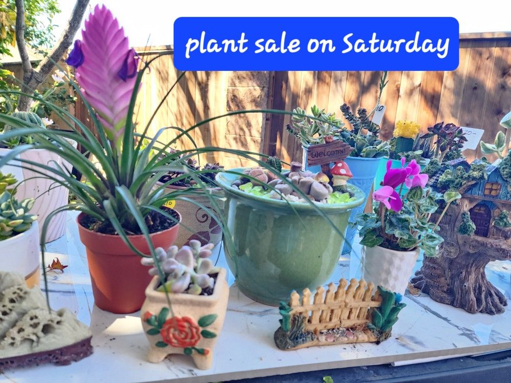 PLANT SALE SATURDAY(TODAY) IN SAN LORENZO..1PM TO 6PM TODAY