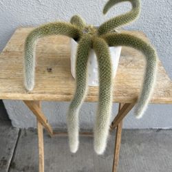 Plants / Monkey  Tails 