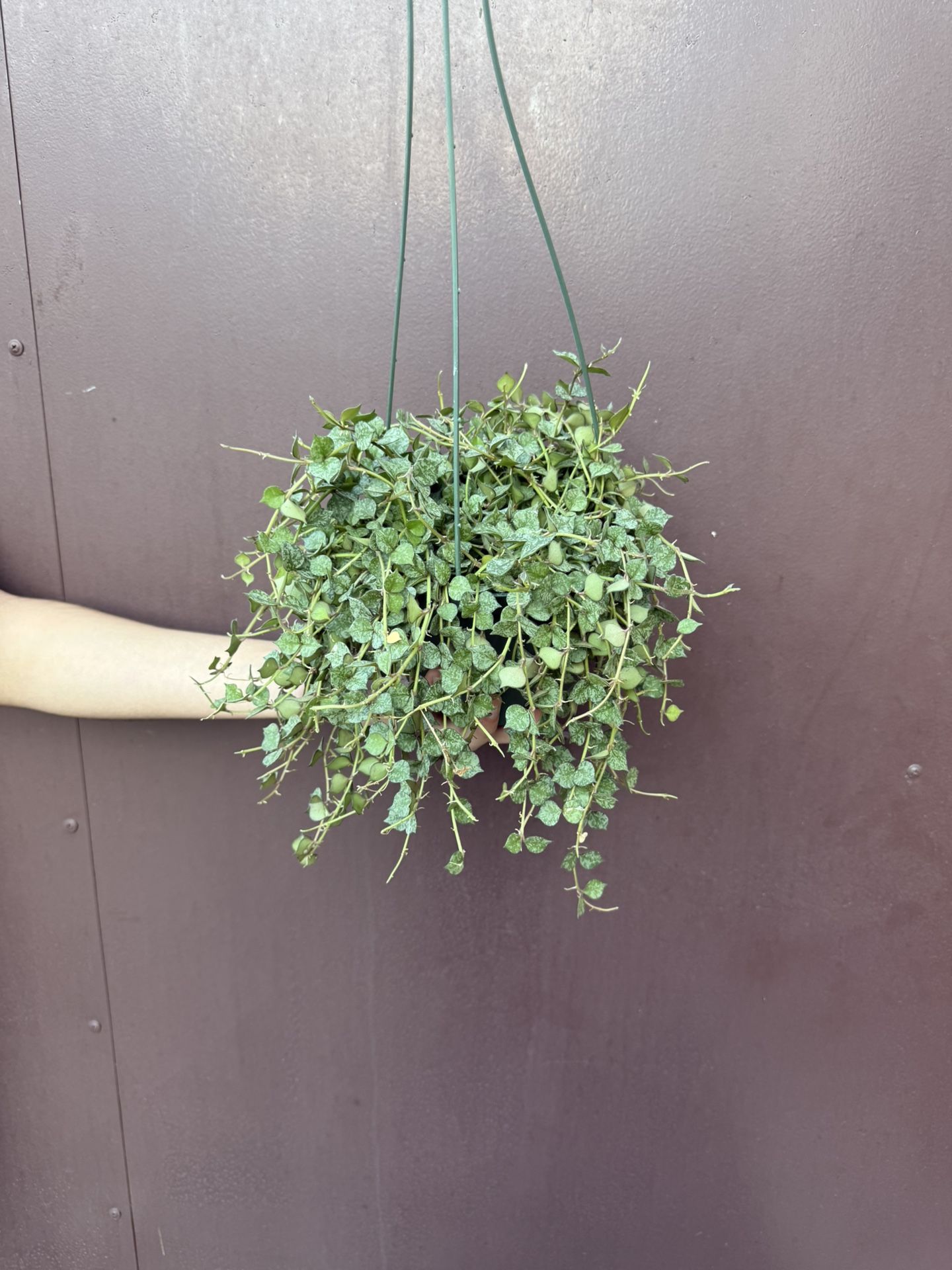 6” Hoya Curtissi 