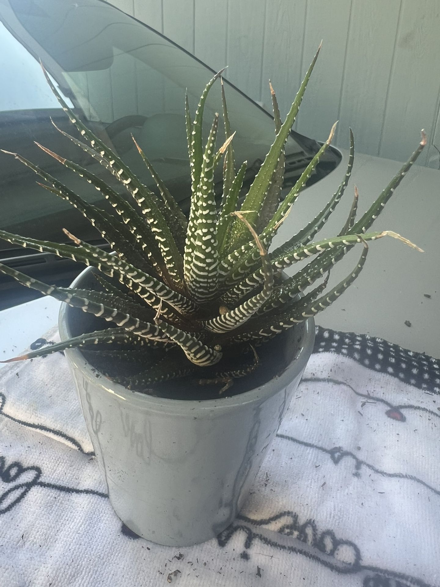 Plants