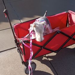 Dog Sitting 