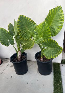 15 Gallon Elephant Ear Plants
