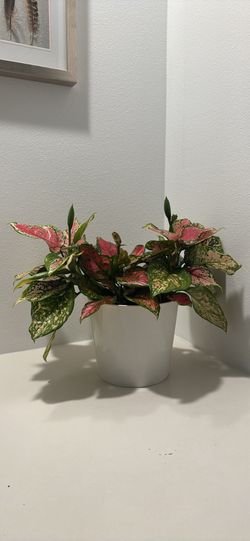 Chinese Evergreen House Plant