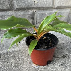 Mandarin Spider Plant